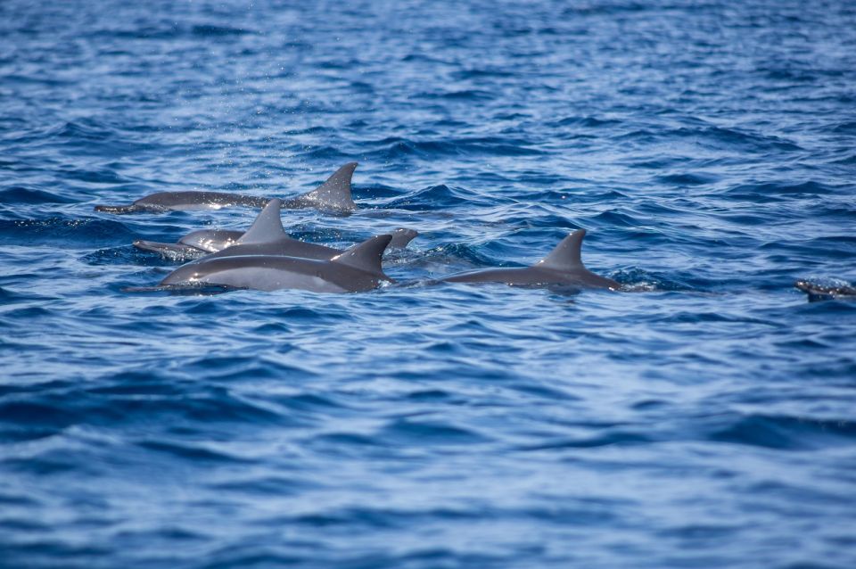 From Zadar: Private Half-Day Swimming Trip by Boat - Key Points