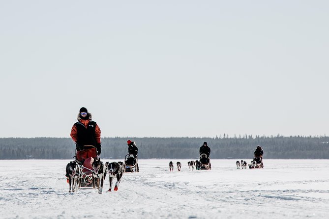 Full Day 30 to 40KM Taiga Husky Tour With a Lunch, in Rovaniemi - Tour Overview