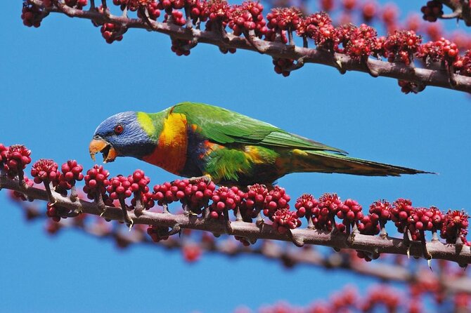 Full Day Atherton Tablelands Tour From Cairns - Key Points