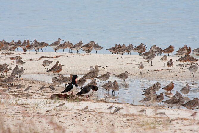 Full Day Birdlife Tour in Bribie Island - Key Points