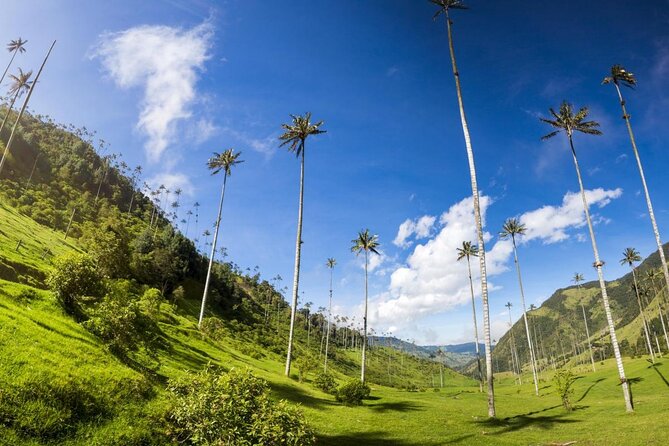 Full Day Climbing the Cocora Valley With Lunch - Key Points