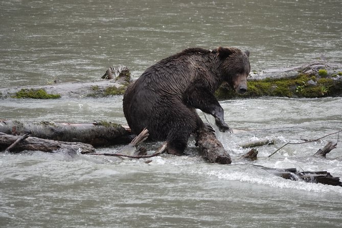 Full Day Grizzly Bear Tour to Toba Inlet - Key Points