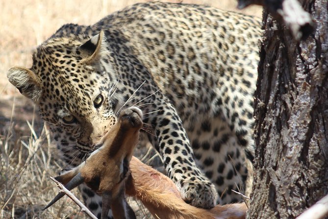 Full Day Kruger National Park - Key Points