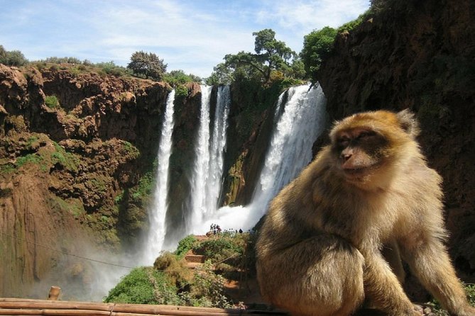 Full-Day Private Tour to Ouzoud Waterfalls From Marrakech - Tour Highlights