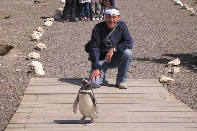 Full Day Punta Tombo - Walking Among Penguins Experience - Madryn - Key Points