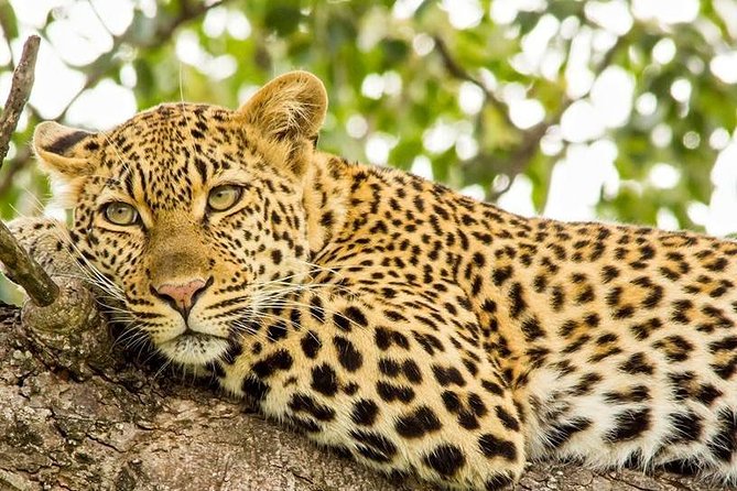 Full Day Safari - Kruger National Park - Key Points