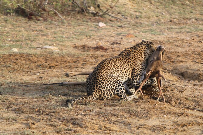 Full Day Safari ( The Best for Leopards ) in Yala - Key Points