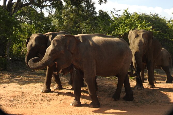 Full Day Safari Tour in Yala National Park - Key Points