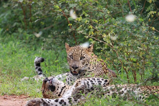Full Day Safari - Yala National Park - 04.30 Am to 06.00 Pm With - Janaka Safari - Key Points