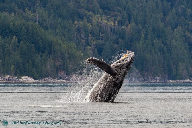 Full Day Whale Watching Campbell River - Key Points