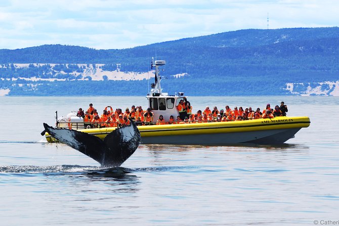 Full-Day Whale Watching Cruise From Quebec City - Key Points
