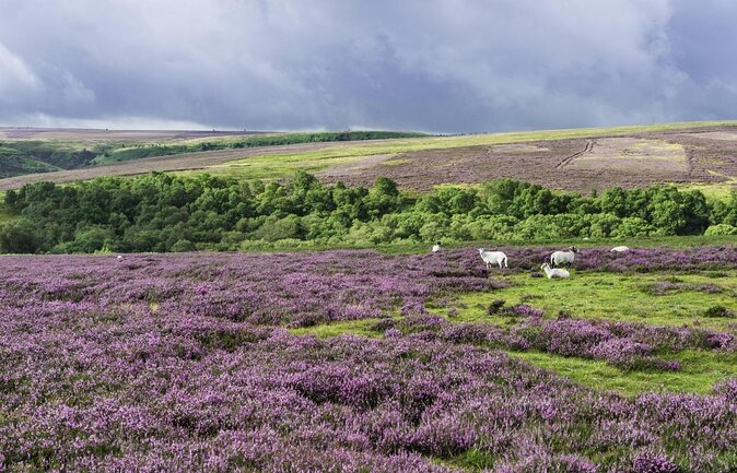 Full-Day Whitby and the North York Moors Private Tour From York - Key Points