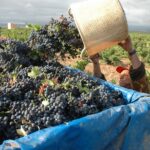 full day wine excursion and visit goya birthplace Full-Day Wine Excursion and Visit Goya Birthplace