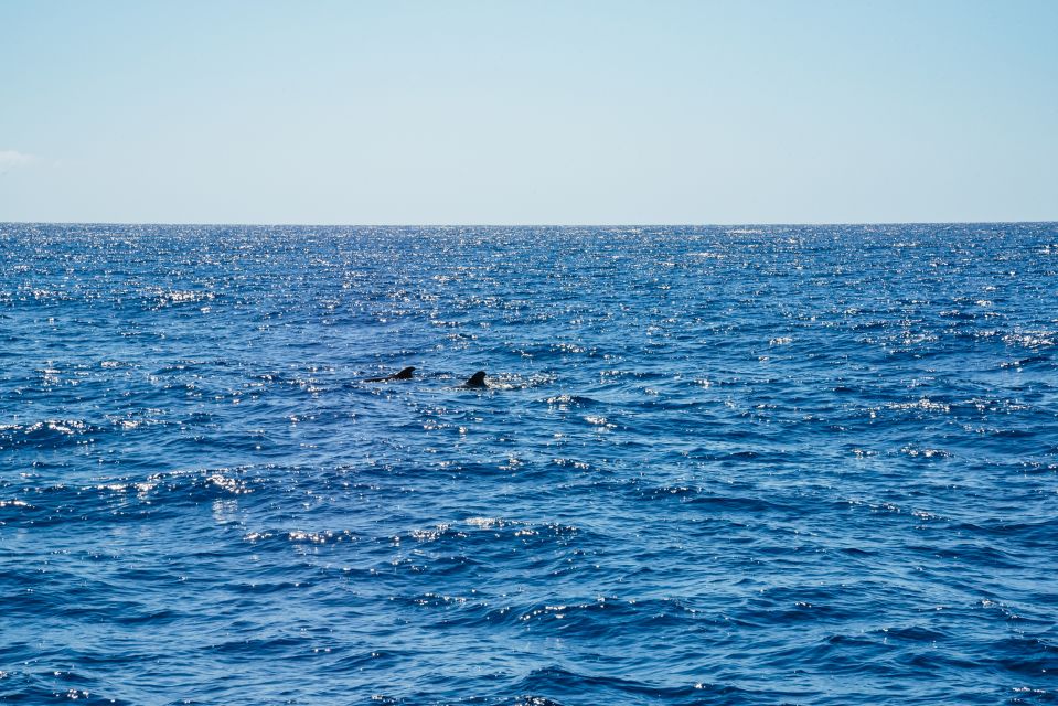 Funchal: Dolphin and Whale Watching by Luxury Catamaran - Key Points
