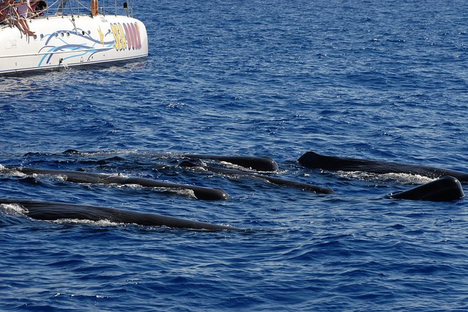 Funchal Dolphin and Whale Watching Catamaran Trip