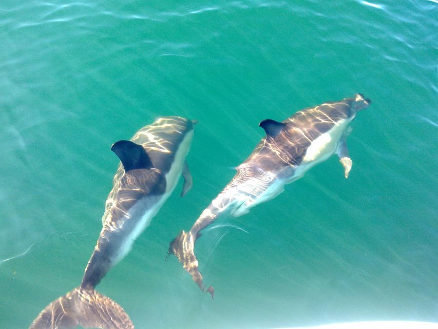 Fuzeta: Dolphin Observation Tour - Key Points