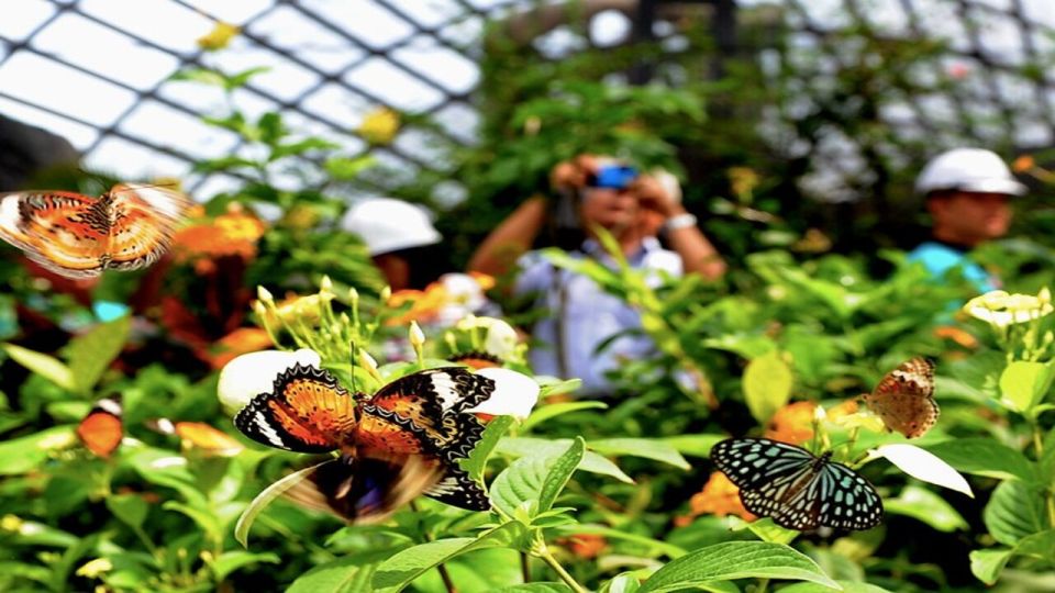 George Town: Entopia by Penang Butterfly Farm Entry Ticket