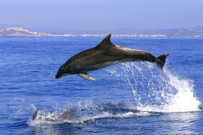 Gibraltar and Dolphins Cruise Day Trip From Costa Del Sol - Key Points