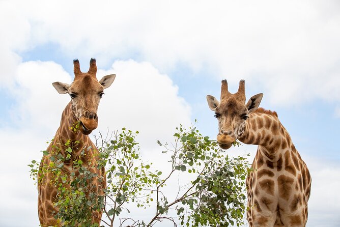 Giraffe Experience at Werribee Open Range Zoo - Excl. Entry - Key Points