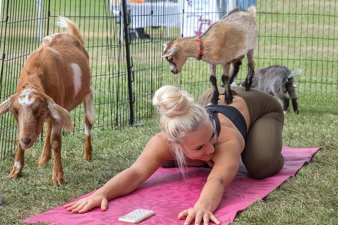 Goat Yoga and Wine Tasting - Key Points