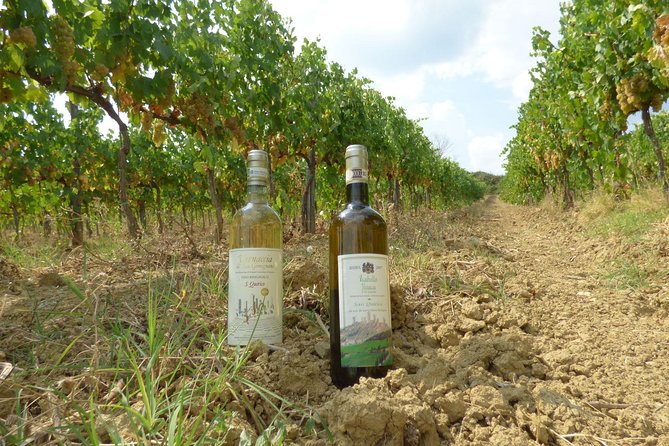 Gourmet Wine Tour San Gimignano Wine Tasting - San Quirico Winery - Key Points