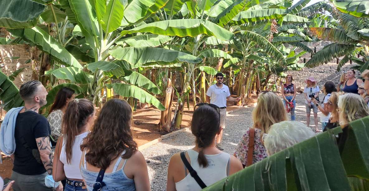 Gran Canaria: Banana Plantation Guided Tour & Tasting - Key Points