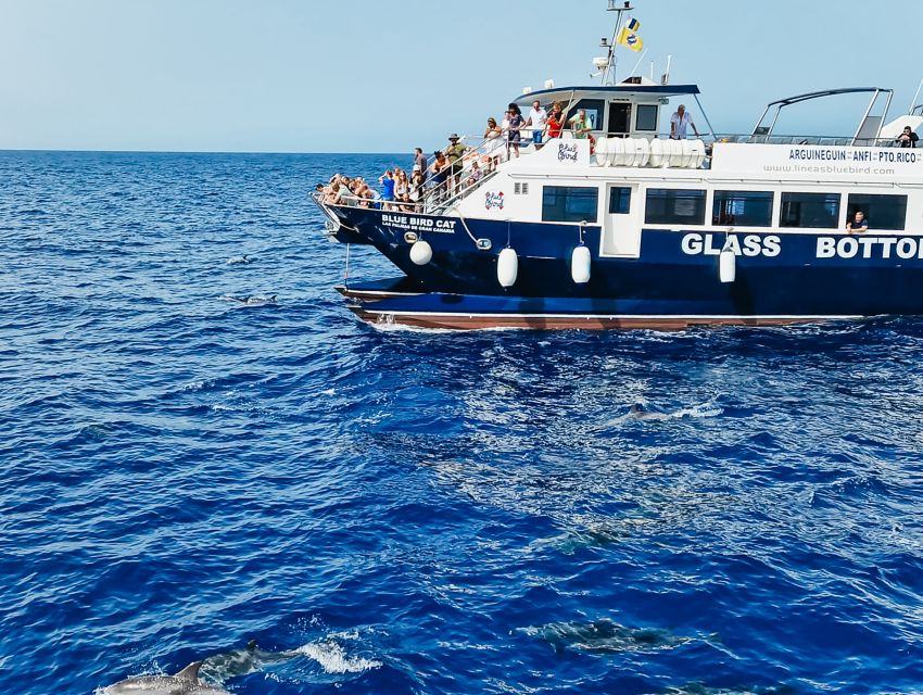 Gran Canaria: Catamaran Dolphin Watch Cruise With Snorkeling - Key Points