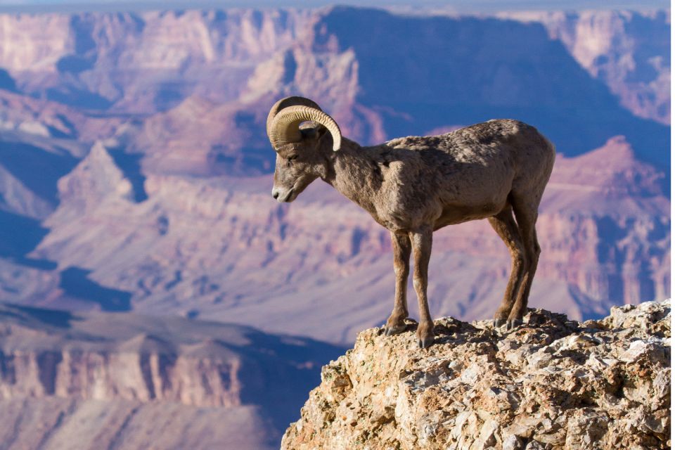 Grand Canyon South Rim: Self-Guided Tour - Key Points