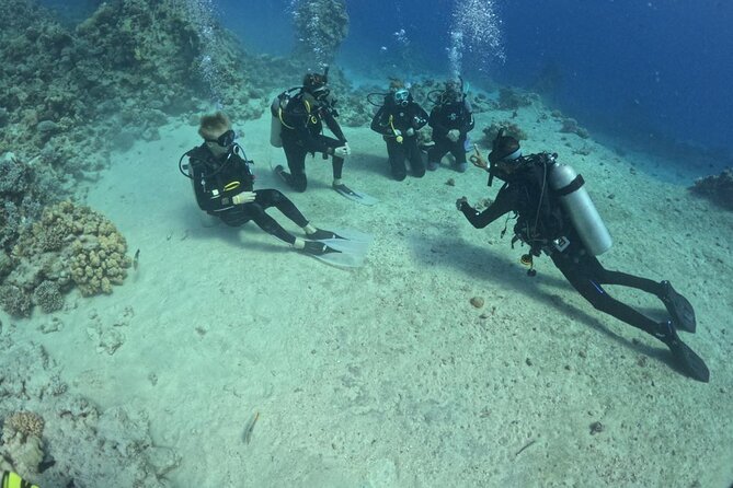 Guided Diving Experience for Padi OW in Red Sea and Sinai - Key Points