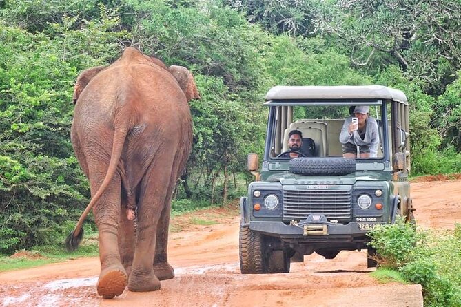 Guided Leopard Safari in Yala National Park in a Land Rover Defender - Key Points