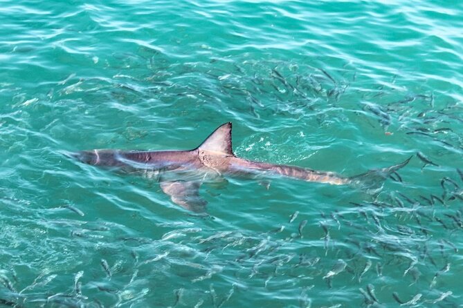 Guided Shark Cage Diving With Hookah Air Supply in Gansbaai - Key Points