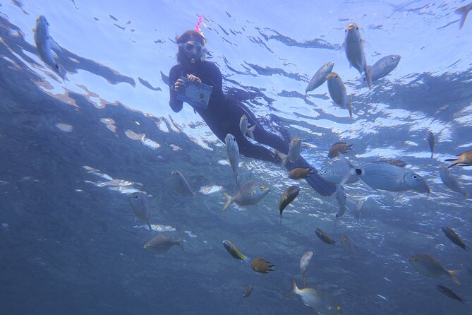Guided Snorkeling Experience