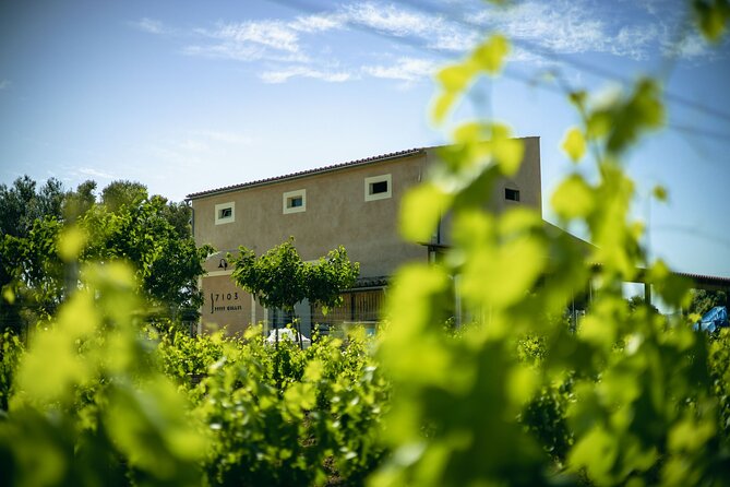 Guided Tour of the Winery With Wine Tasting, Vineyard and Much More! - Key Points