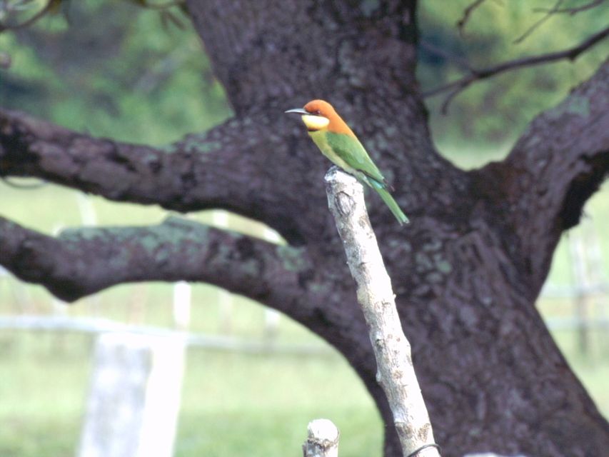 Half-Day Birdwatching Tour From Langkawi - Key Points