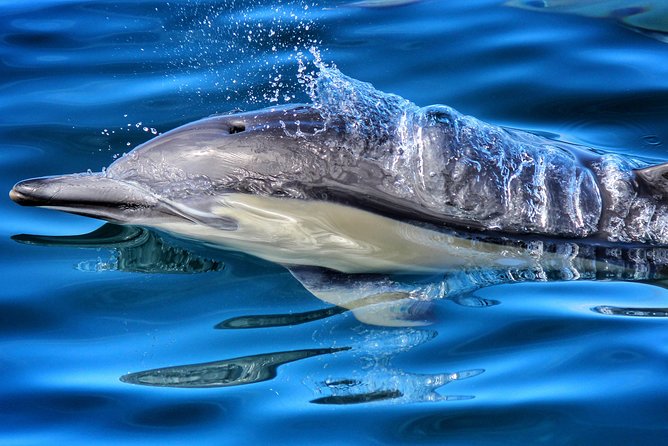 Half Day Dolphin Watching Cruise - Key Points