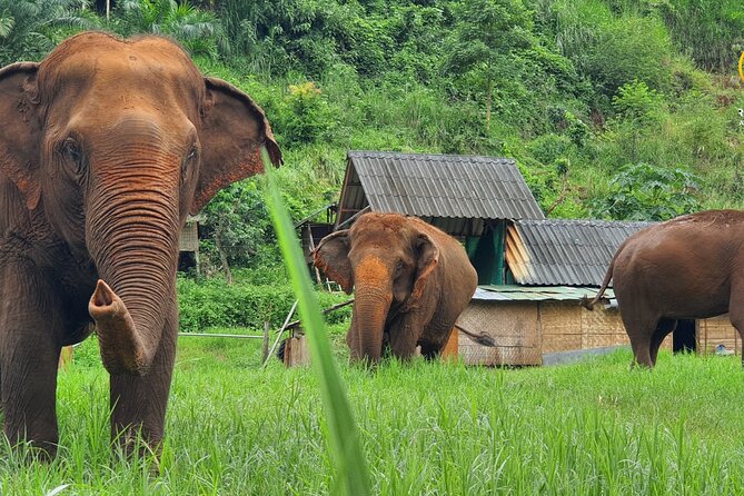 Half-Day Elephant Rescue Center Experience in Chiang Mai - Key Points