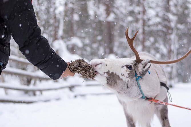 Half-Day Experience in Local Reindeer Farm in Lapland - Booking and Logistics Details