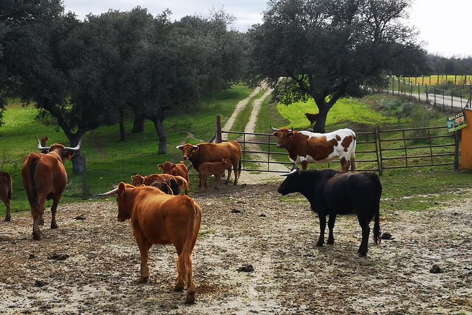 Half-Day Guided Tour to a Bull Farm in Madrid - Farm Experience