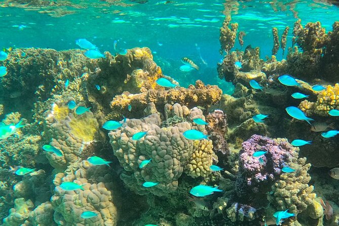 Half Day Lagoon Safari Tour in Bora Bora- Shared Tour - Key Points