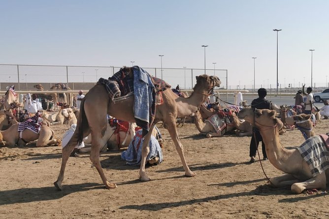 Half-Day Private Guided Camel Race Tour in Qatar - Key Points