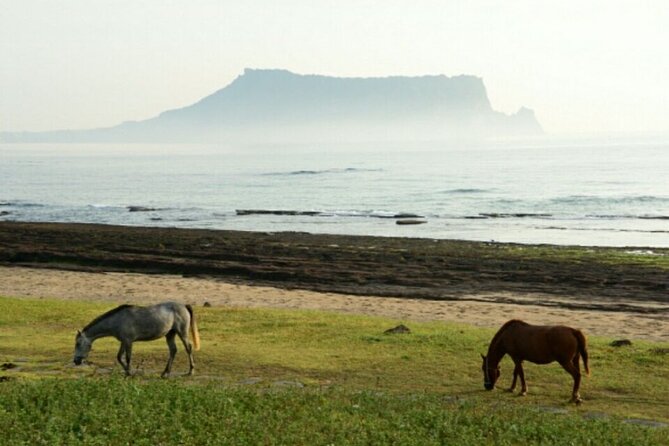 Half Day Private Oreum(Small Mountain ) Tour in Jeju Island - Key Points