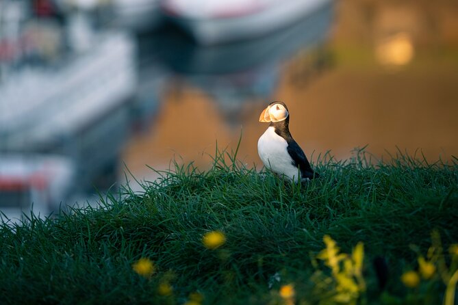 Half-day Private Puffin and Elves Tour in Borgarfjordur Eystri - Key Points