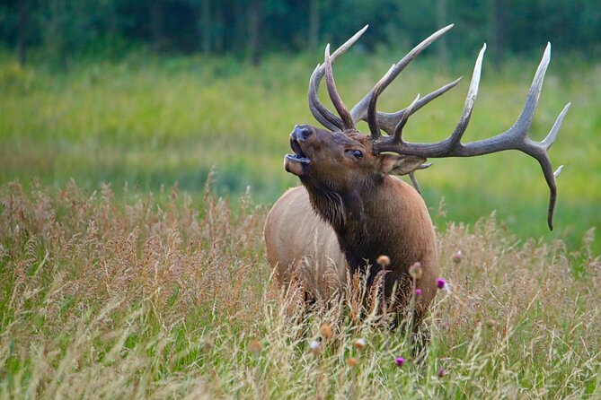 Half-Day Rocky Mountain National Park "Lake and Meadows Tour" - Key Points