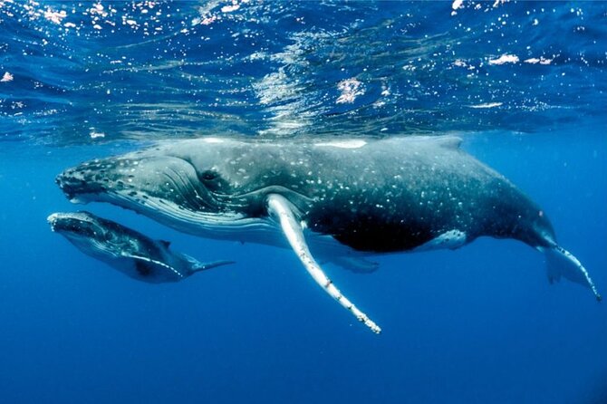 Half-Day Small-Group Swim With Humpback Whales Tour, Moorea  - Papeete - Key Points
