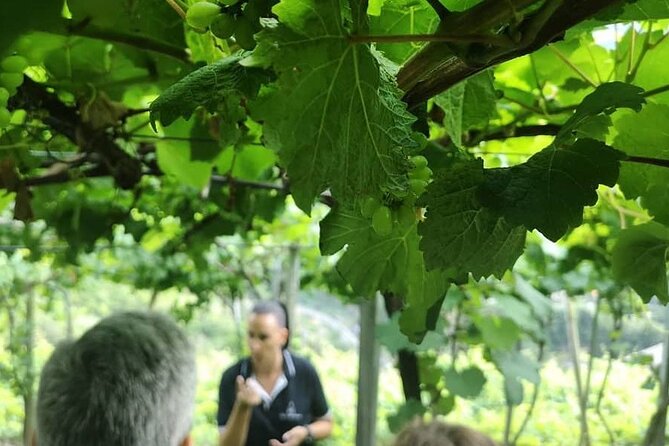 Half-Day Small-Group Wine Tour in Madeira - Tour Highlights