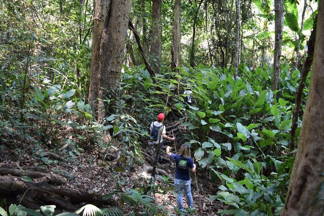 half day trekking doi suthep pui national park area private tour Half Day Trekking Doi Suthep - Pui National Park Area (Private Tour)