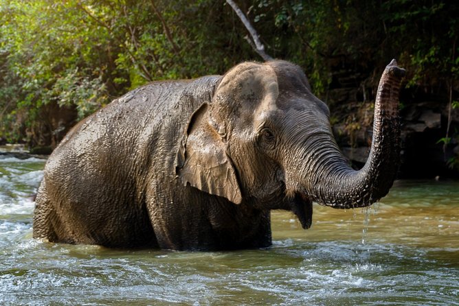 Half Day Visit Elephant Sanctuary In Samui