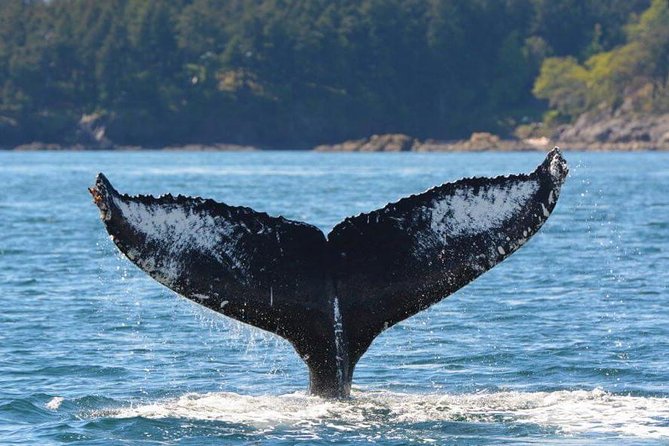 Half-Day Whale Watching Adventure From Telegraph Cove - Key Points