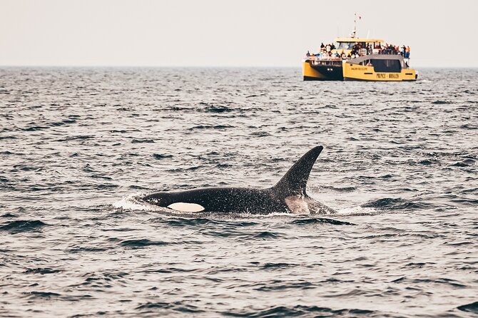 Half-Day Whale Watching Adventure From Vancouver - Key Points