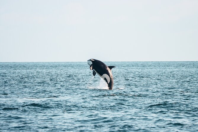 Half-Day Whale Watching Adventure From Victoria - Key Points